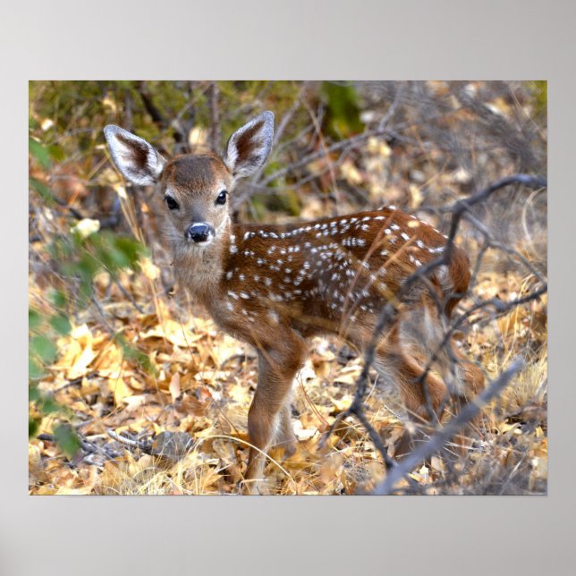 Fawn Deer Photo Poster (Front)
