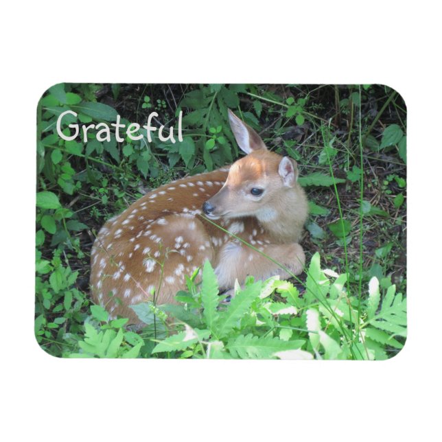Fawn Gratitude Magnet (Horizontal)