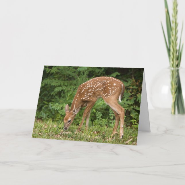 Fawn Greeting Card No 1 (Front)