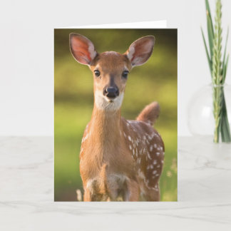 Fawn Greeting Card No. 2