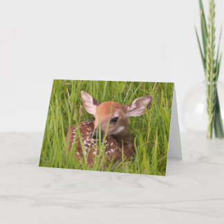 Fawn Greeting Card No. 3