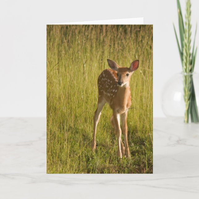 Fawn Greeting Card No. 5 (Front)