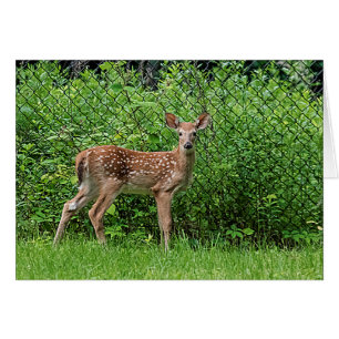 Fawn in front of a fence