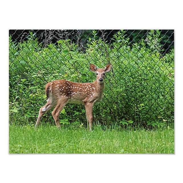 Fawn in front of a fence photo print (Front)