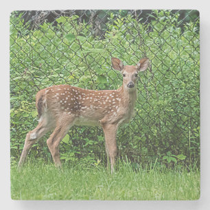 Fawn in front of a fence stone coaster