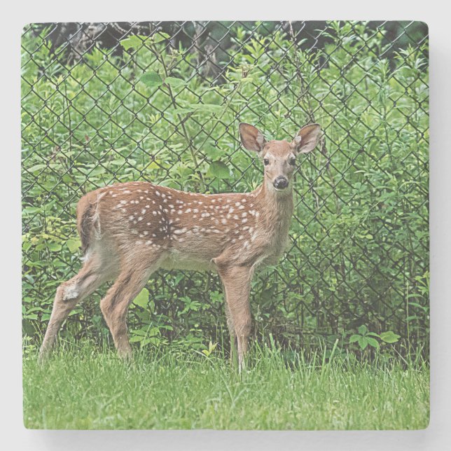 Fawn in front of a fence stone coaster (Front)