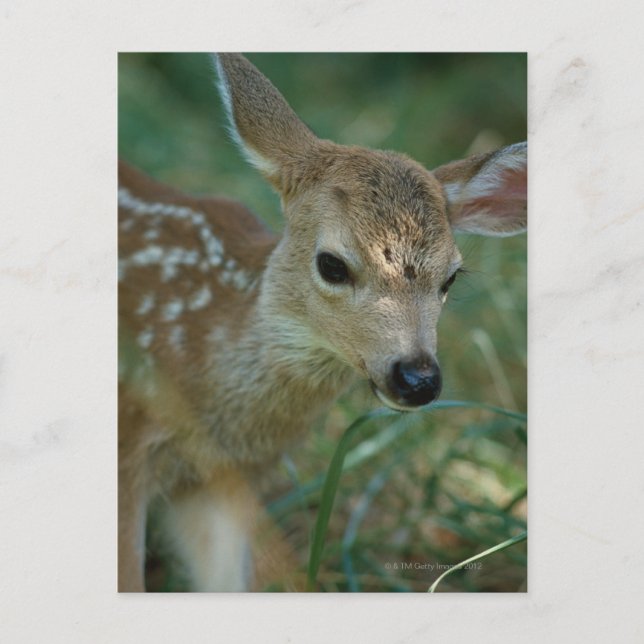 Fawn in Grass Postcard (Front)