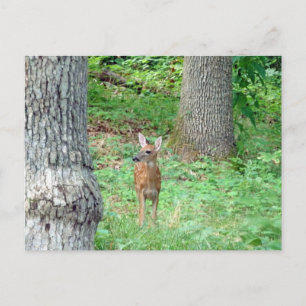 Fawn in July Postcard