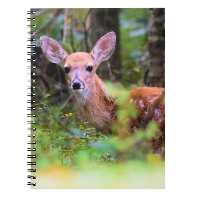 Fawn in the Woods - Peek-a-boo - Notebook (Front)