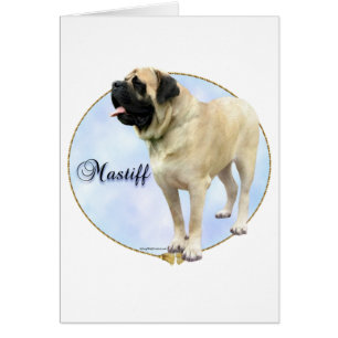 Fawn Mastiff Portrait