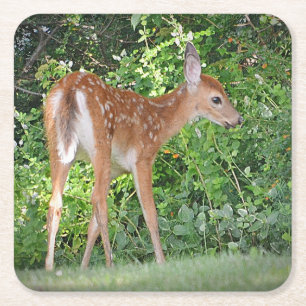 Fawn Party Coaster