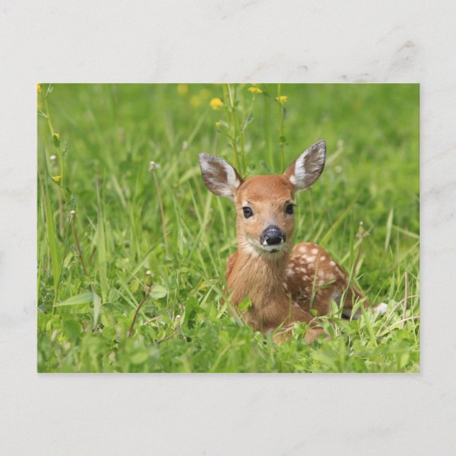 Fawn Postcard (Front)