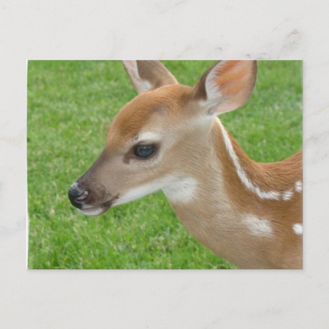 Fawn Postcard (Front)