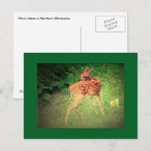 Fawn Postcard