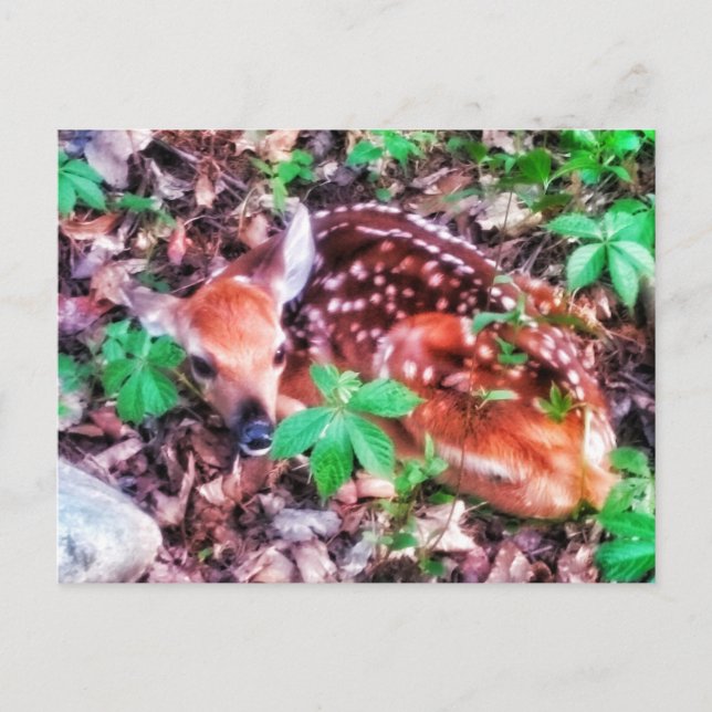 FAWN POSTCARD (Front)