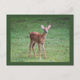 Fawn Postcard