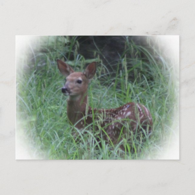 Fawn Postcard (Front)