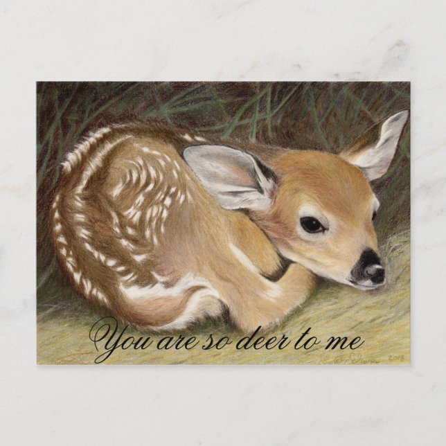 Fawn Postcard (Front)