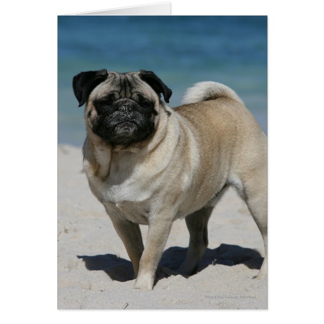 Fawn Pug at the Beach (Front)