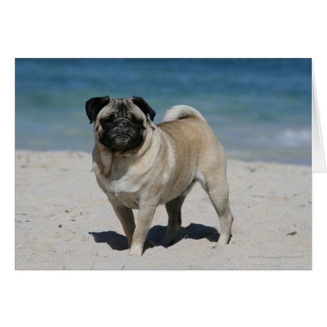 Fawn Pug at the Beach (Front Horizontal)