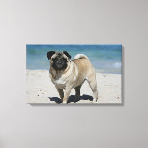Fawn Pug at the Beach Canvas Print