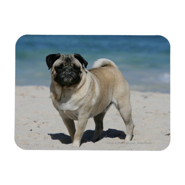 Fawn Pug at the Beach Magnet (Horizontal)