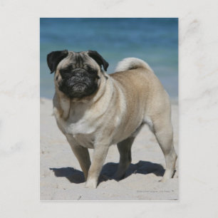 Fawn Pug at the Beach Postcard