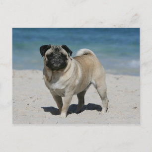Fawn Pug at the Beach Postcard