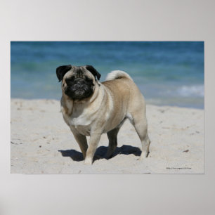 Fawn Pug at the Beach Poster