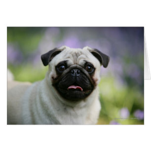 Fawn Pug on Alert