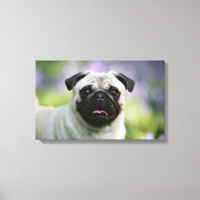 Fawn Pug on Alert Canvas Print (Front)