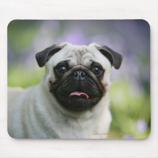 Fawn Pug on Alert Mouse Mat (Front)