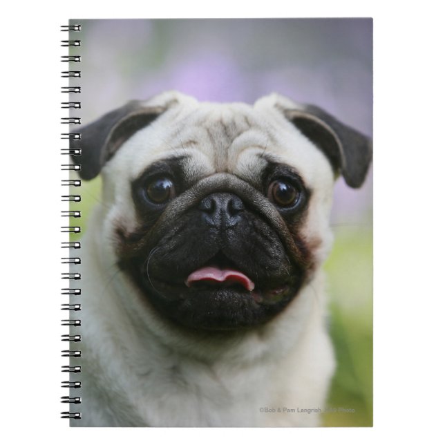 Fawn Pug on Alert Notebook (Front)