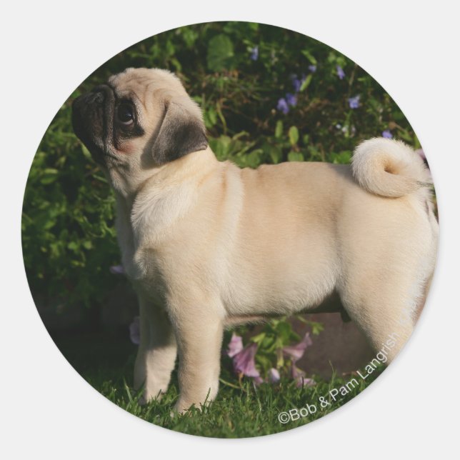 Fawn Pug Profile Classic Round Sticker (Front)