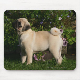 Fawn Pug Profile Mouse Mat