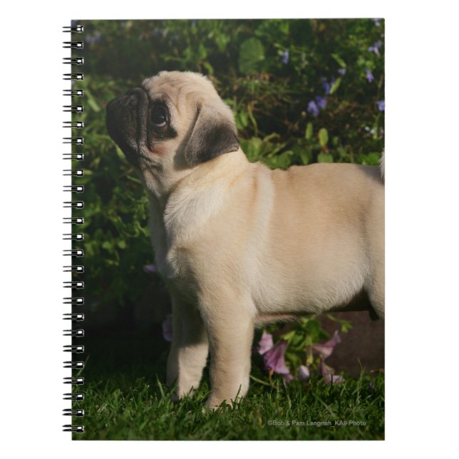 Fawn Pug Profile Notebook (Front)