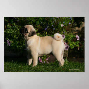 Fawn Pug Profile Poster