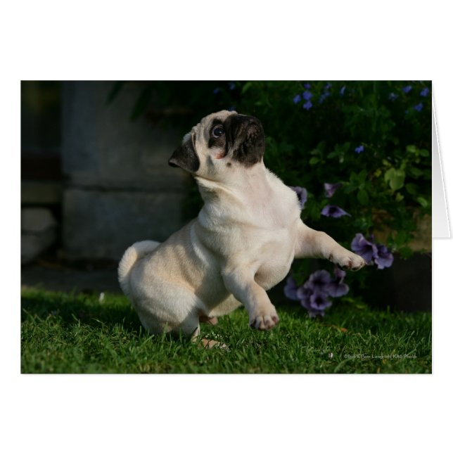 Fawn Pug Puppy (Front Horizontal)