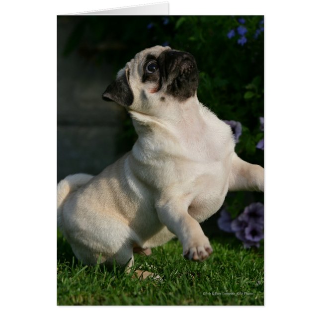 Fawn Pug Puppy (Front)