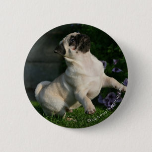 Fawn Pug Puppy 6 Cm Round Badge