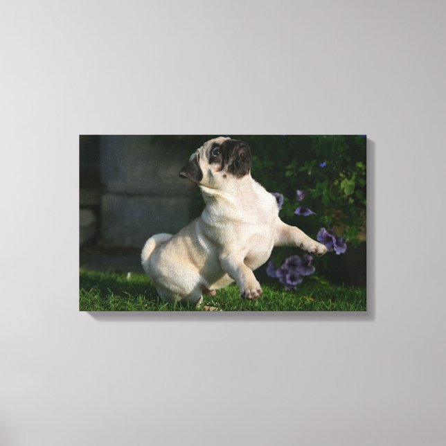 Fawn Pug Puppy Canvas Print (Front)