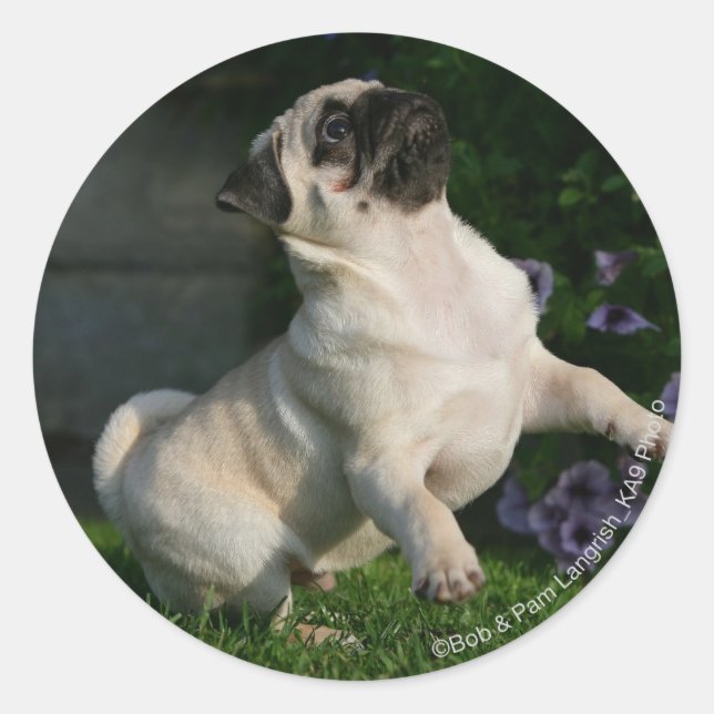 Fawn Pug Puppy Classic Round Sticker (Front)