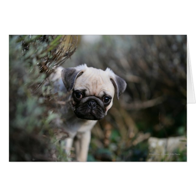 Fawn Pug Puppy Headshot (Front Horizontal)