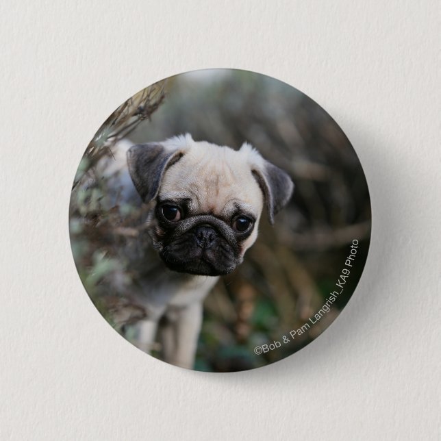 Fawn Pug Puppy Headshot 6 Cm Round Badge (Front)