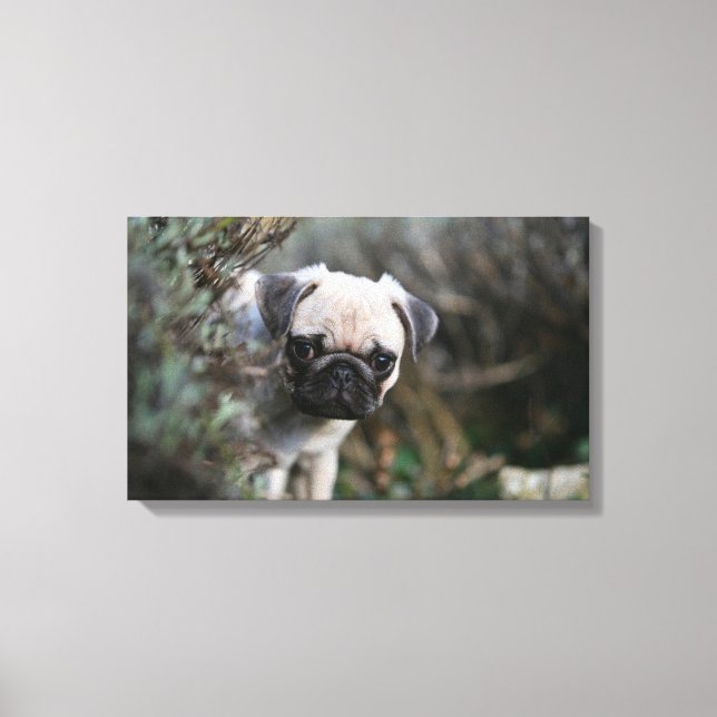 Fawn Pug Puppy Headshot Canvas Print (Front)