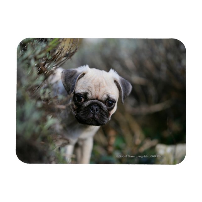 Fawn Pug Puppy Headshot Magnet (Horizontal)