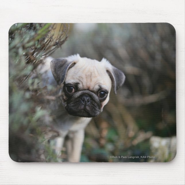 Fawn Pug Puppy Headshot Mouse Mat (Front)