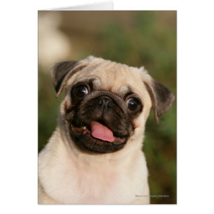 Fawn Pug Puppy Panting