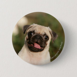Fawn Pug Puppy Panting 6 Cm Round Badge