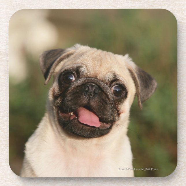 Fawn Pug Puppy Panting Coaster (Front)